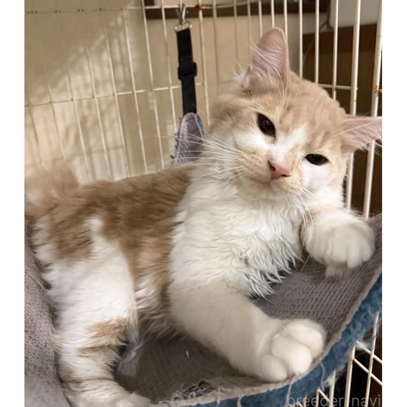 販売中の埼玉県のスコティッシュフォールド-124878の8枚目