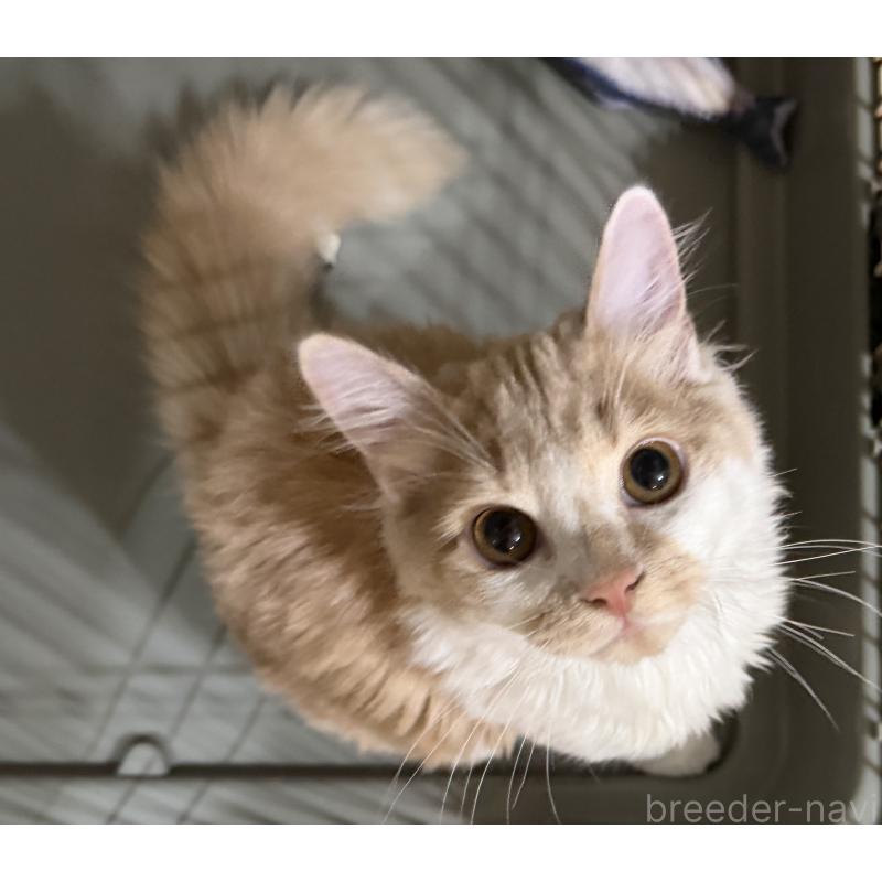 販売中の埼玉県のスコティッシュフォールド-124878の6枚目