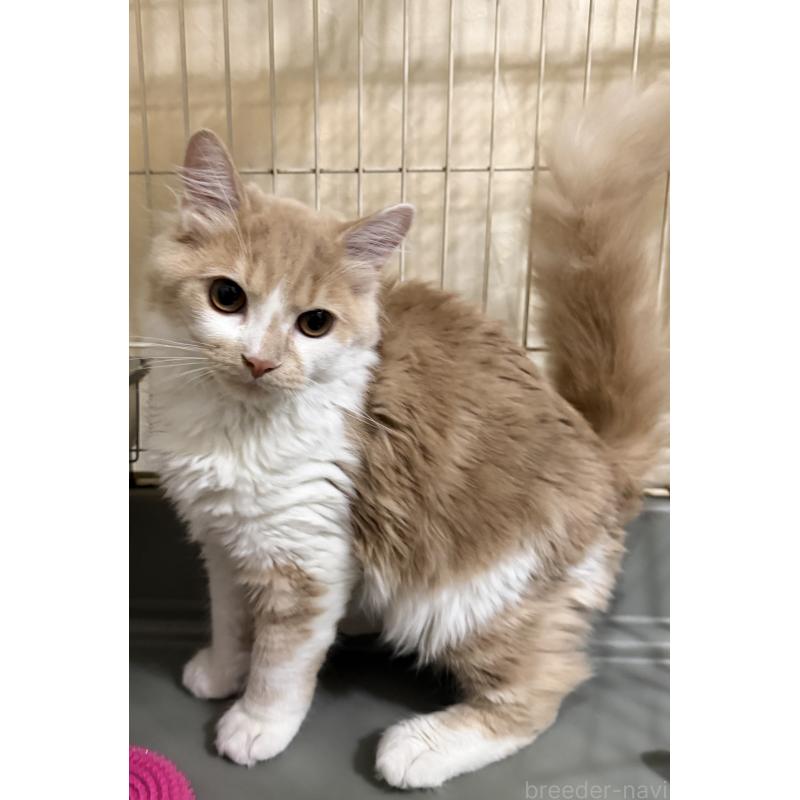 販売中の埼玉県のスコティッシュフォールド-124878の5枚目