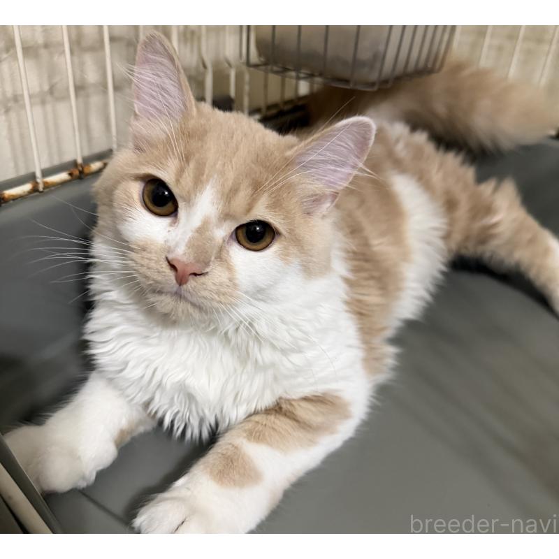 販売中の埼玉県のスコティッシュフォールド-124878の4枚目