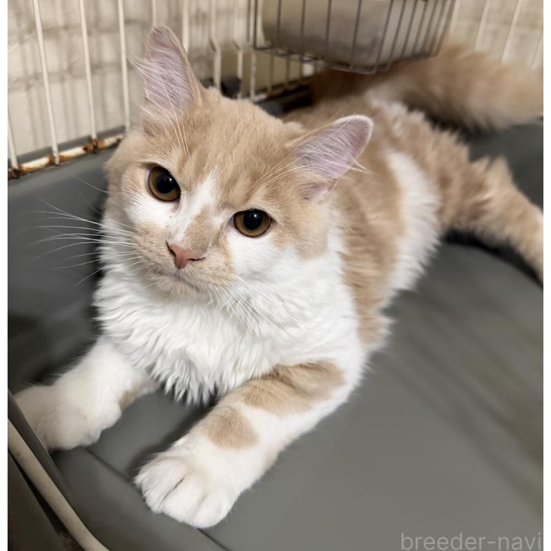 販売中の埼玉県のスコティッシュフォールド-124878の3枚目