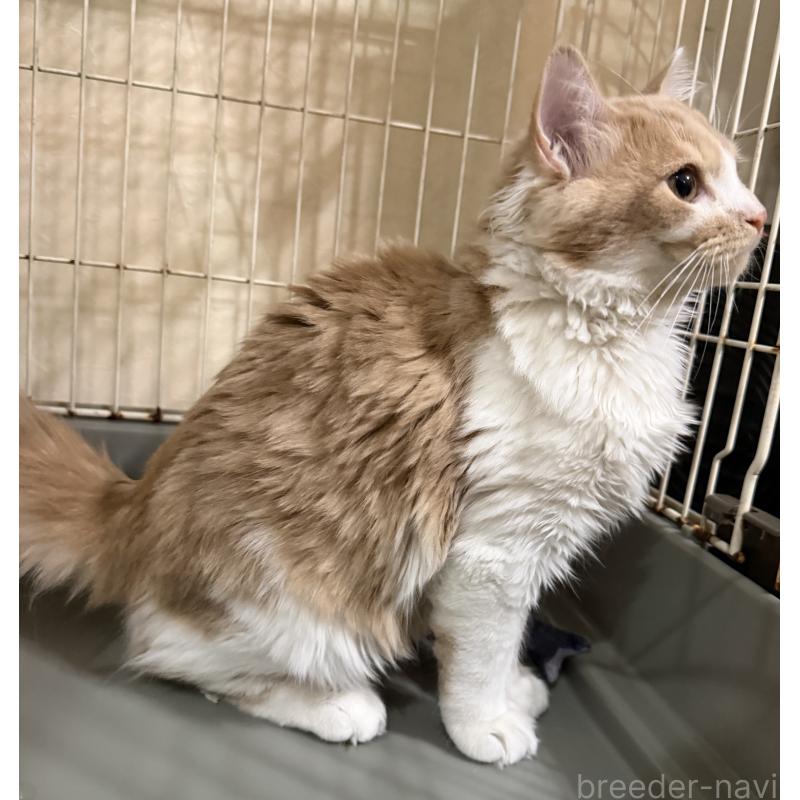 販売中の埼玉県のスコティッシュフォールド-124878の2枚目