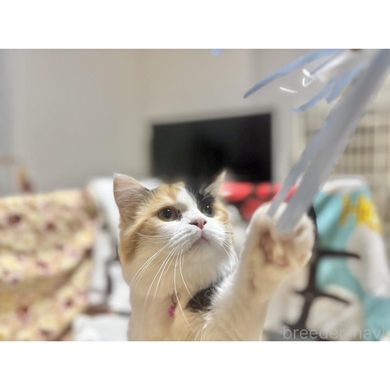 販売中の栃木県のミヌエット-124767