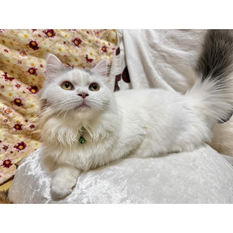 販売中の栃木県のミヌエット-126532