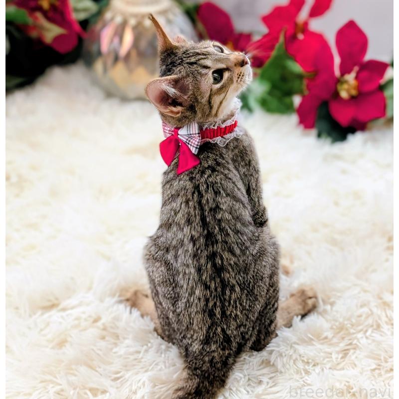 成約済の愛知県のミックス-132263の2枚目