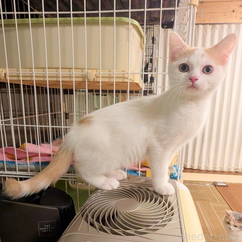 成約済の栃木県のミヌエット-131809の3枚目