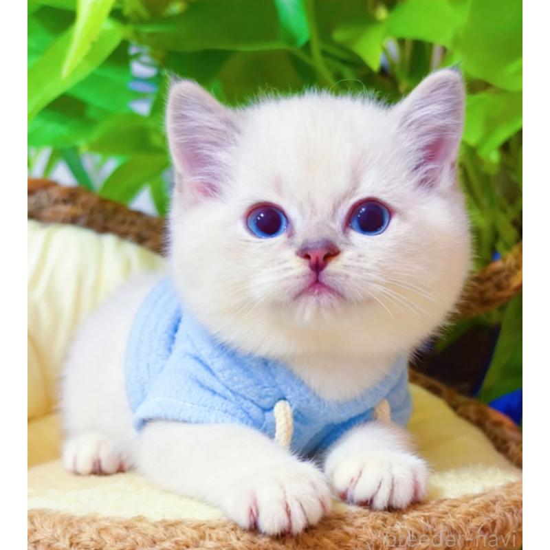 販売中の埼玉県のラグドール-133832の8枚目