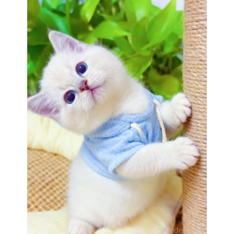 販売中の埼玉県のラグドール-133832の7枚目