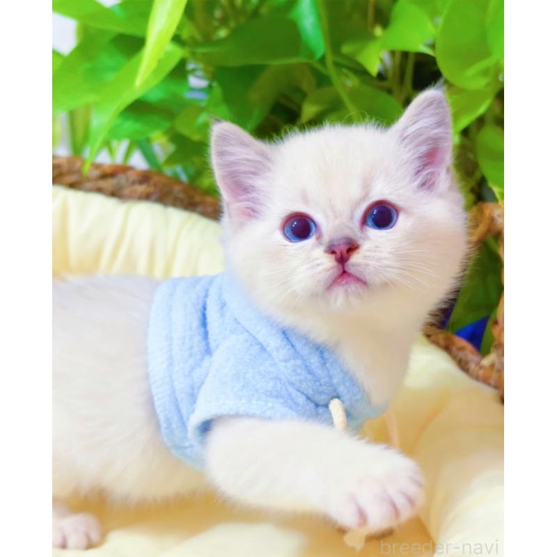 販売中の埼玉県のラグドール-133832の6枚目