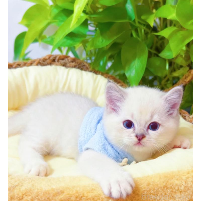 販売中の埼玉県のラグドール-133832の4枚目