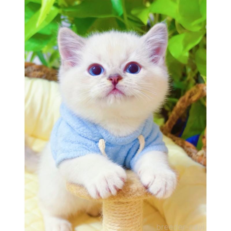 販売中の埼玉県のラグドール-133832の3枚目