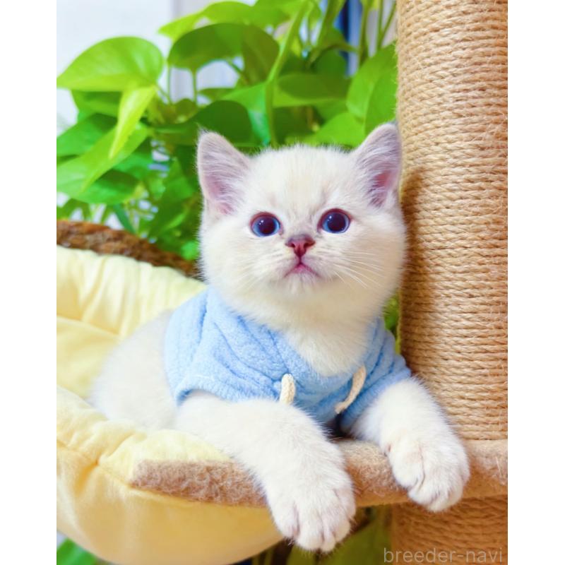 販売中の埼玉県のラグドール-133832の2枚目