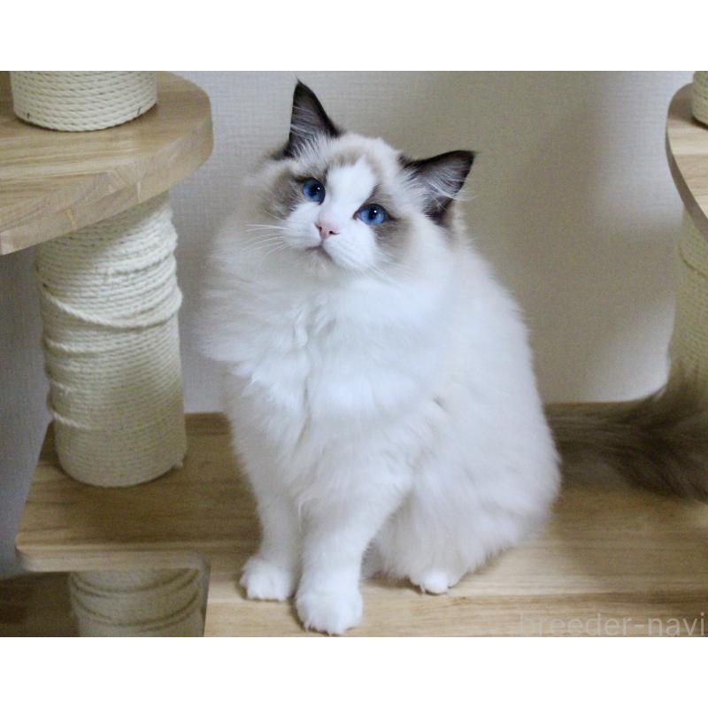 商談中の山梨県のラグドール-124577の2枚目