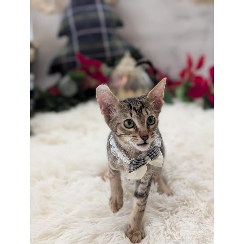 販売中の愛知県のミックス-132203の3枚目