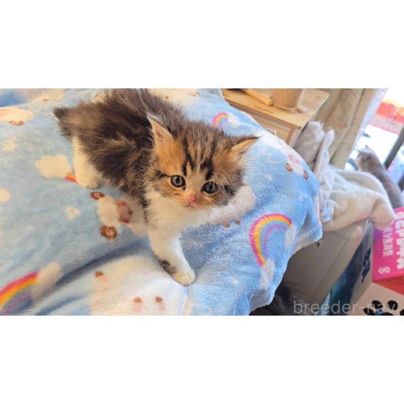 販売中の長野県のペルシャ-133775の4枚目