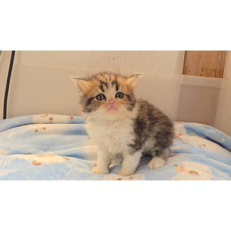 販売中の長野県のペルシャ-133775の3枚目