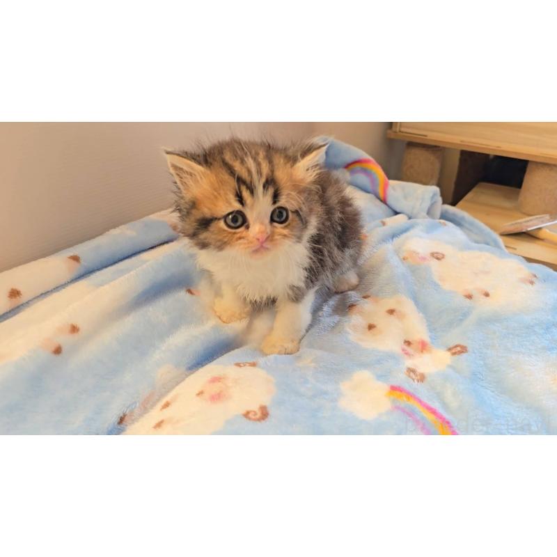 販売中の長野県のペルシャ-133775の2枚目