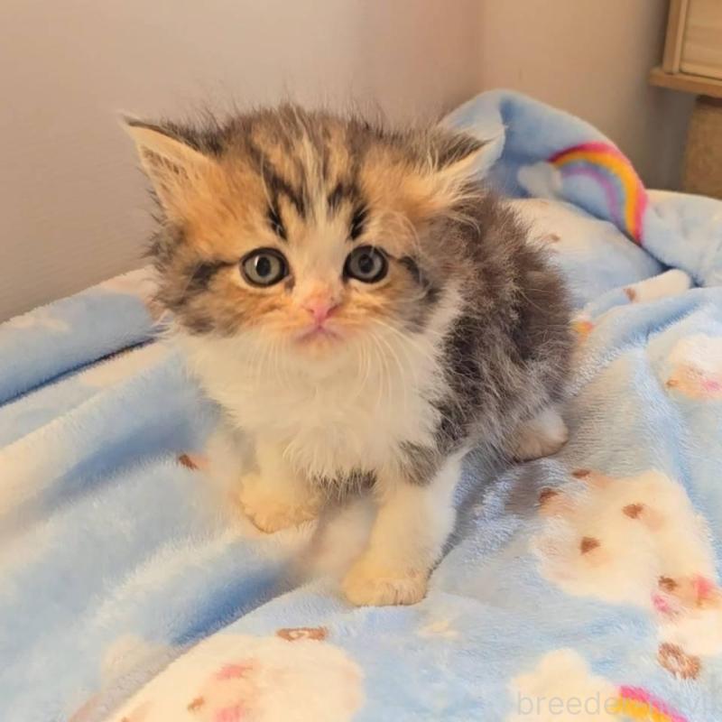 販売中の長野県のペルシャ-133775