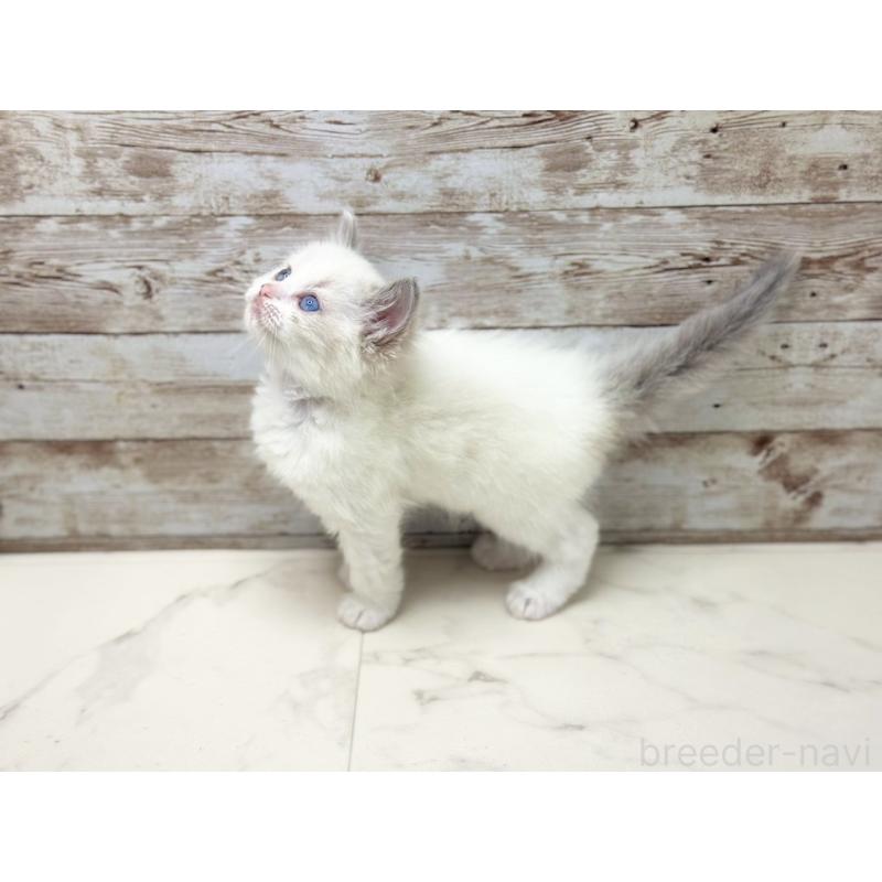 販売中の千葉県のラグドール-133872の2枚目