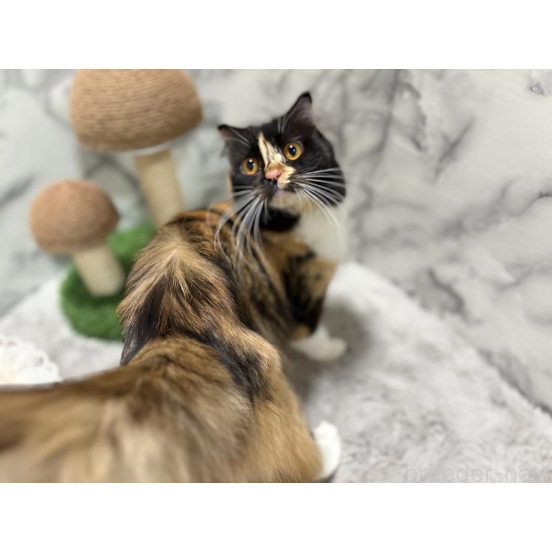 販売中の静岡県のスコティッシュフォールド(折れ耳)-83344の2枚目