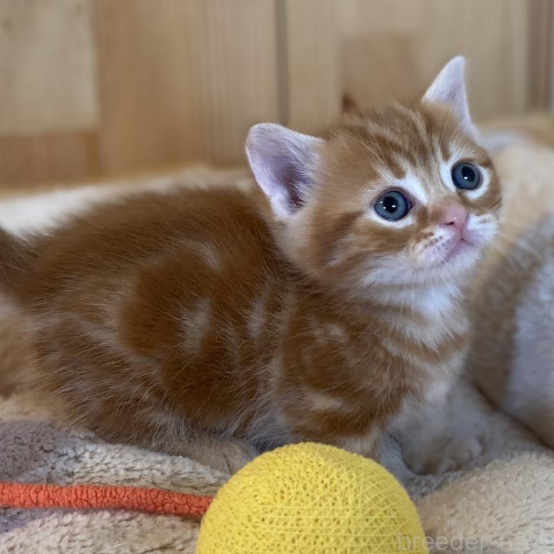販売中の長野県のマンチカン(短足)-133833の1枚目