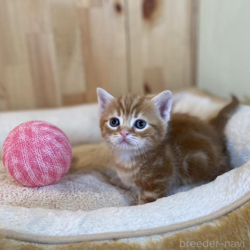 販売中の長野県のマンチカン(短足)-133833の8枚目
