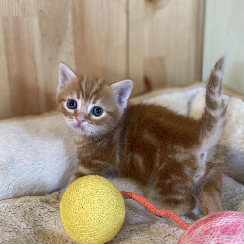 販売中の長野県のマンチカン(短足)-133833の7枚目