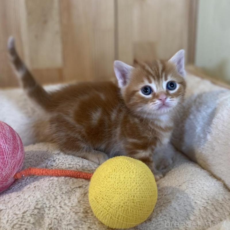 販売中の長野県のマンチカン(短足)-133833の6枚目