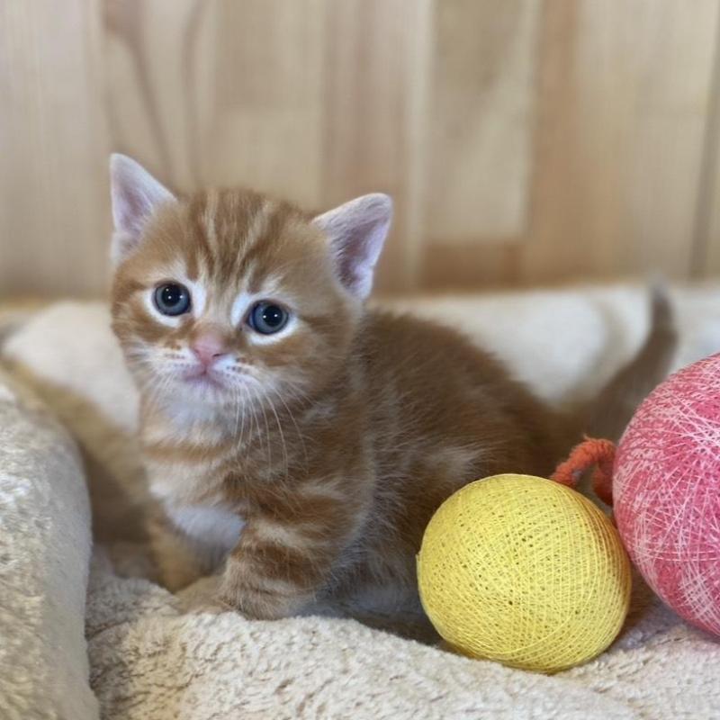 販売中の長野県のマンチカン(短足)-133833の5枚目