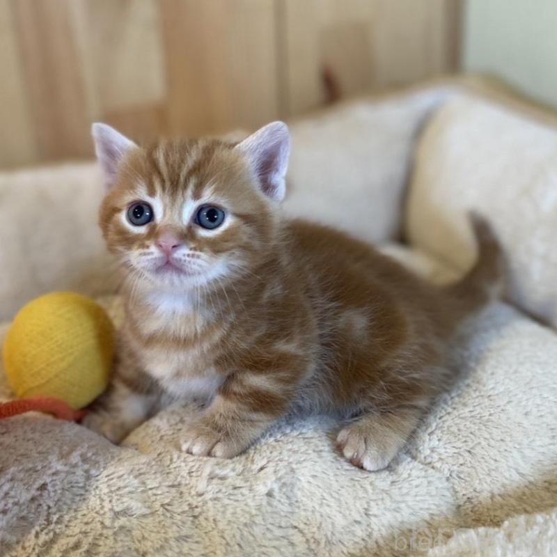 販売中の長野県のマンチカン(短足)-133833の4枚目