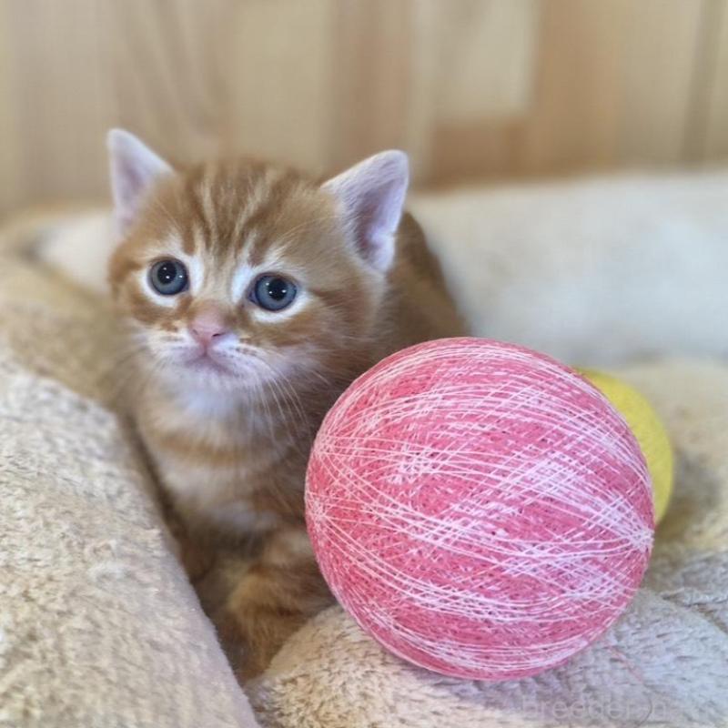 販売中の長野県のマンチカン(短足)-133833の3枚目