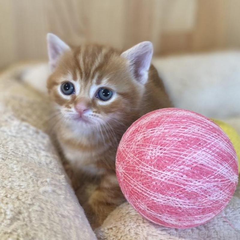 販売中の長野県のマンチカン(短足)-133833の2枚目