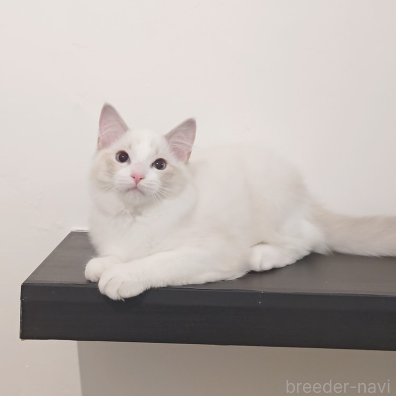 販売中の愛知県のラグドール-133626の5枚目