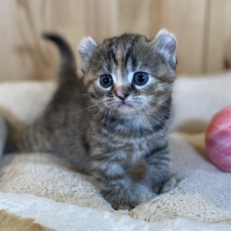 販売中の長野県のキンカロー-133834