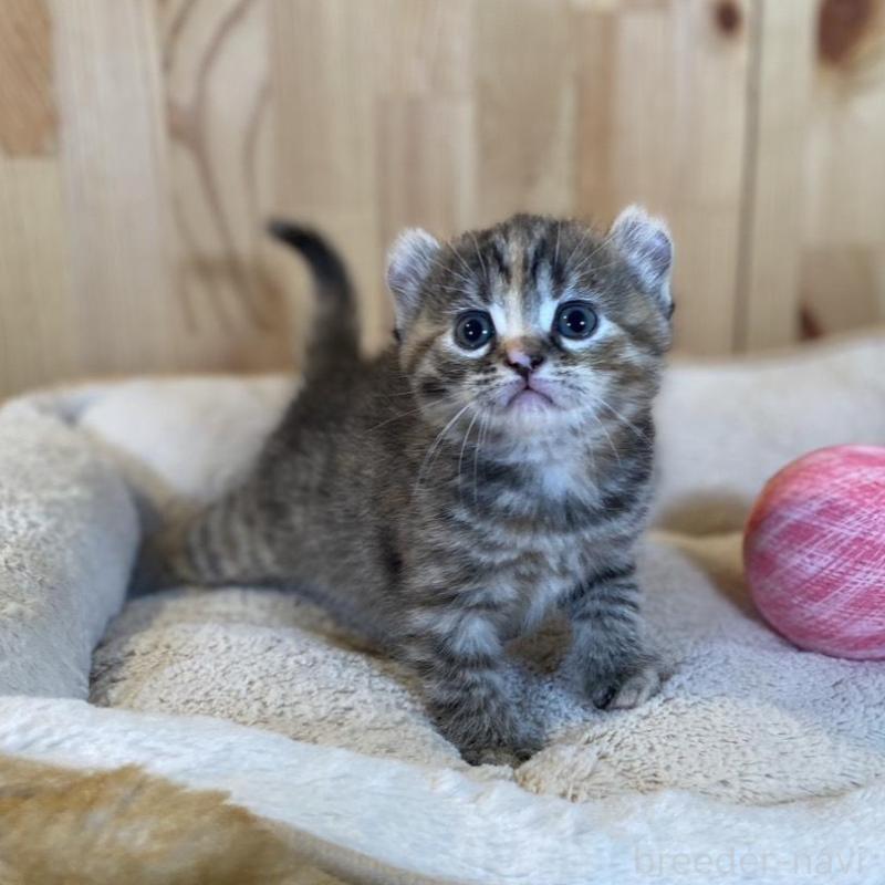 販売中の長野県のキンカロー-133834の8枚目