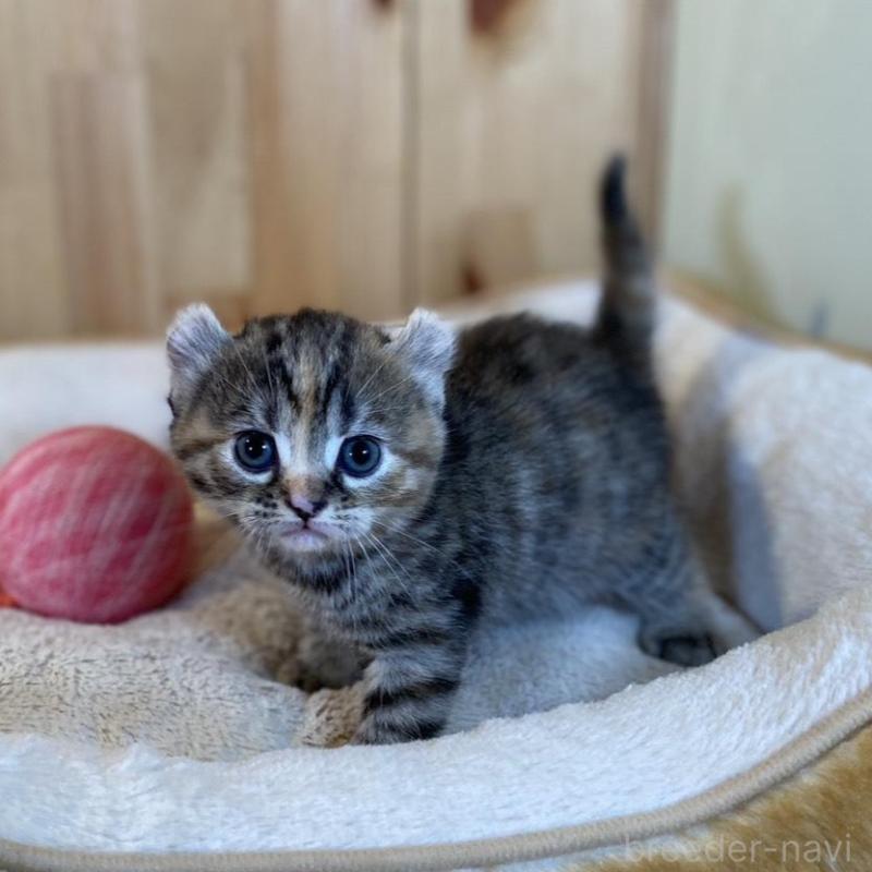 販売中の長野県のキンカロー-133834の7枚目