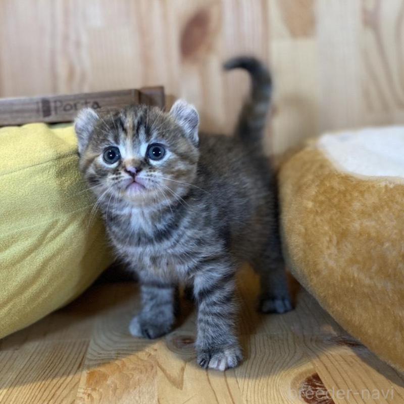 販売中の長野県のキンカロー-133834の6枚目