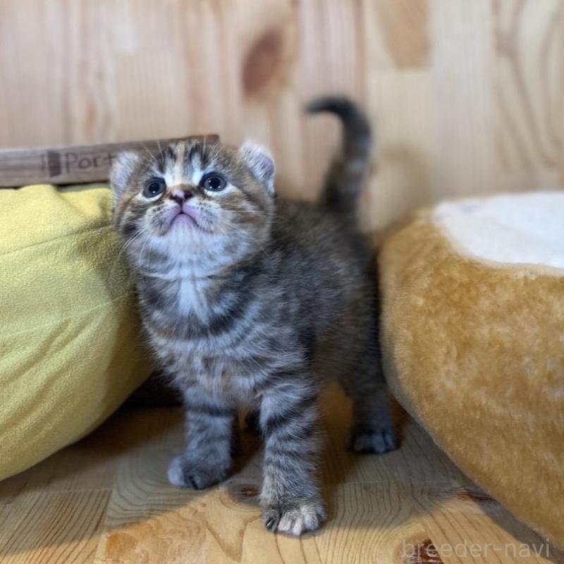 販売中の長野県のキンカロー-133834の5枚目