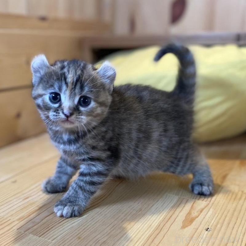 販売中の長野県のキンカロー-133834の4枚目