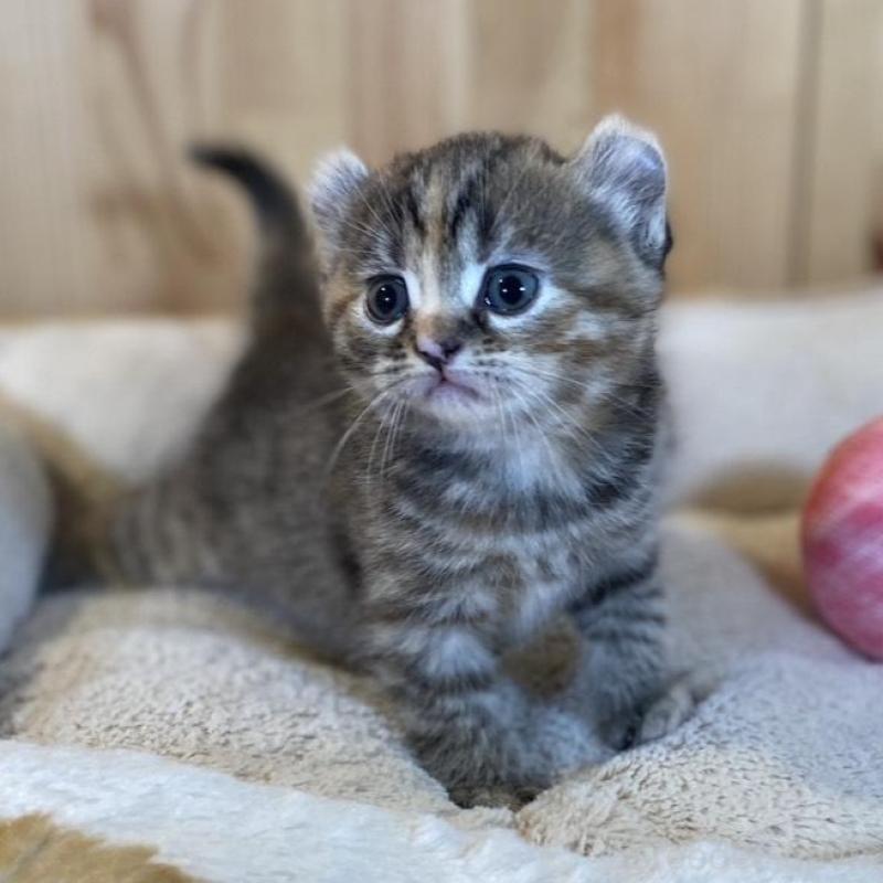 販売中の長野県のキンカロー-133834の3枚目