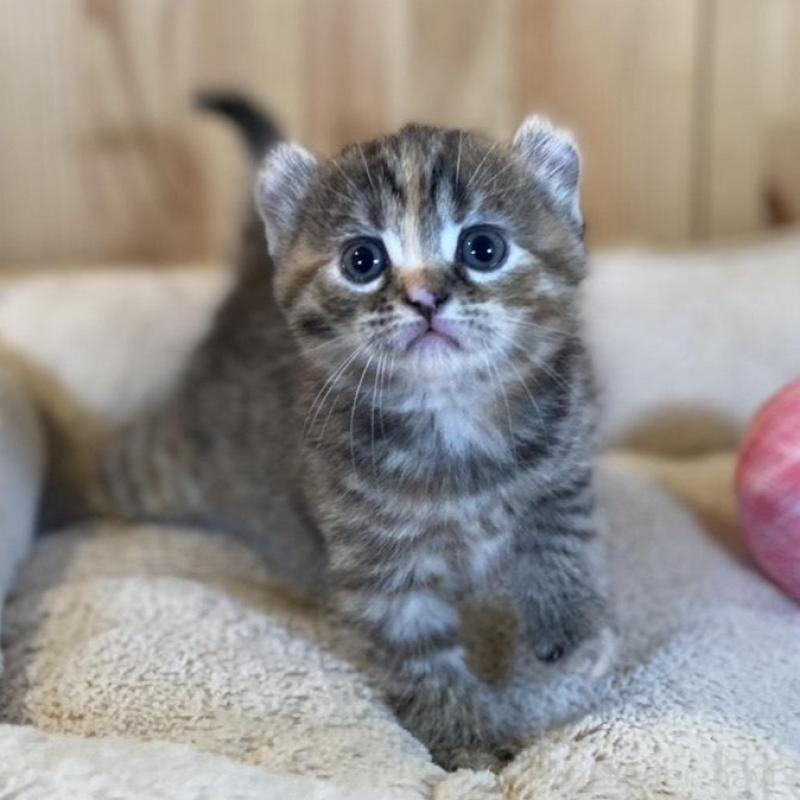 販売中の長野県のキンカロー-133834の2枚目