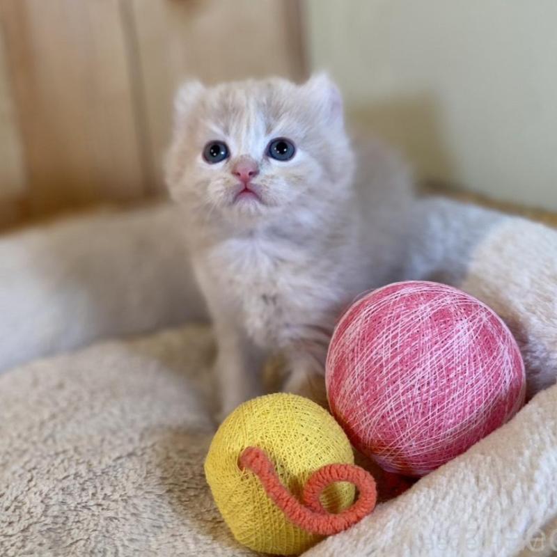 販売中の長野県のキンカロー-133835の10枚目