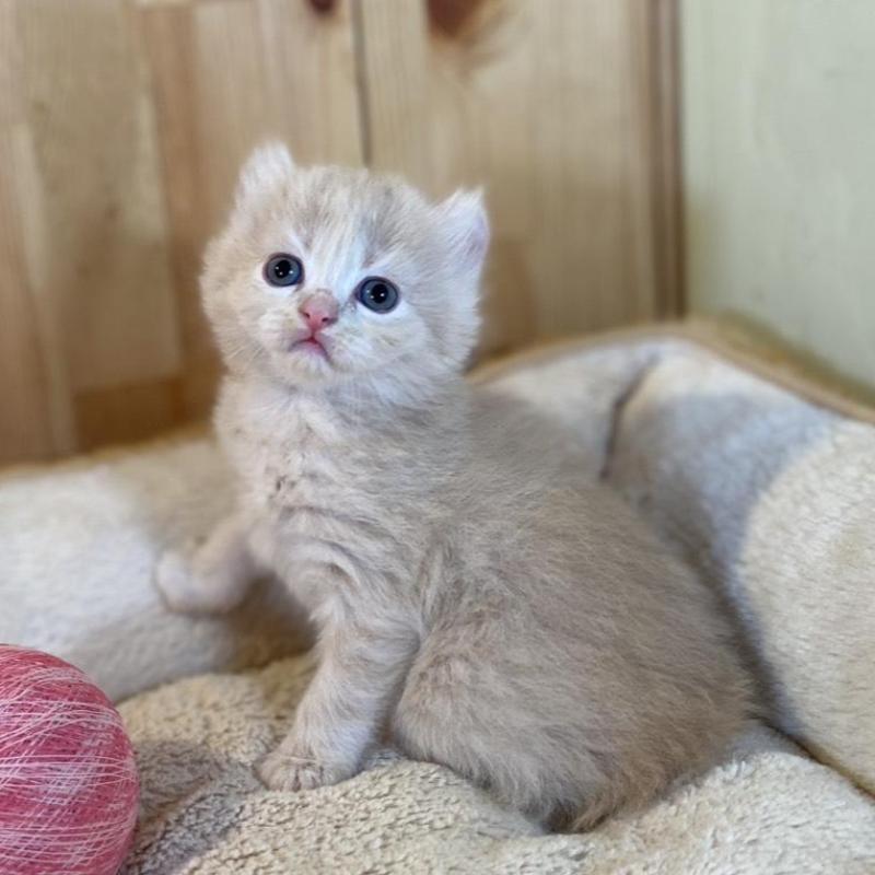 販売中の長野県のキンカロー-133835の9枚目