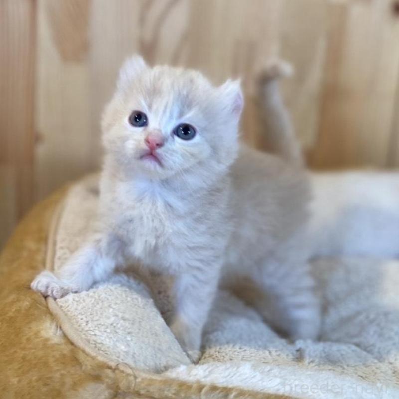 販売中の長野県のキンカロー-133835の8枚目