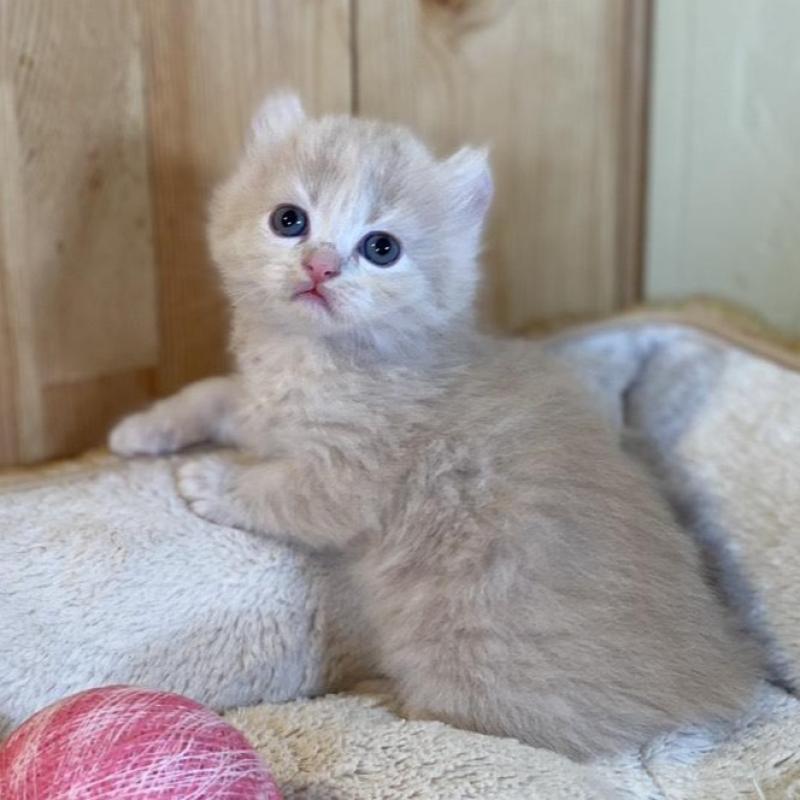 販売中の長野県のキンカロー-133835の7枚目