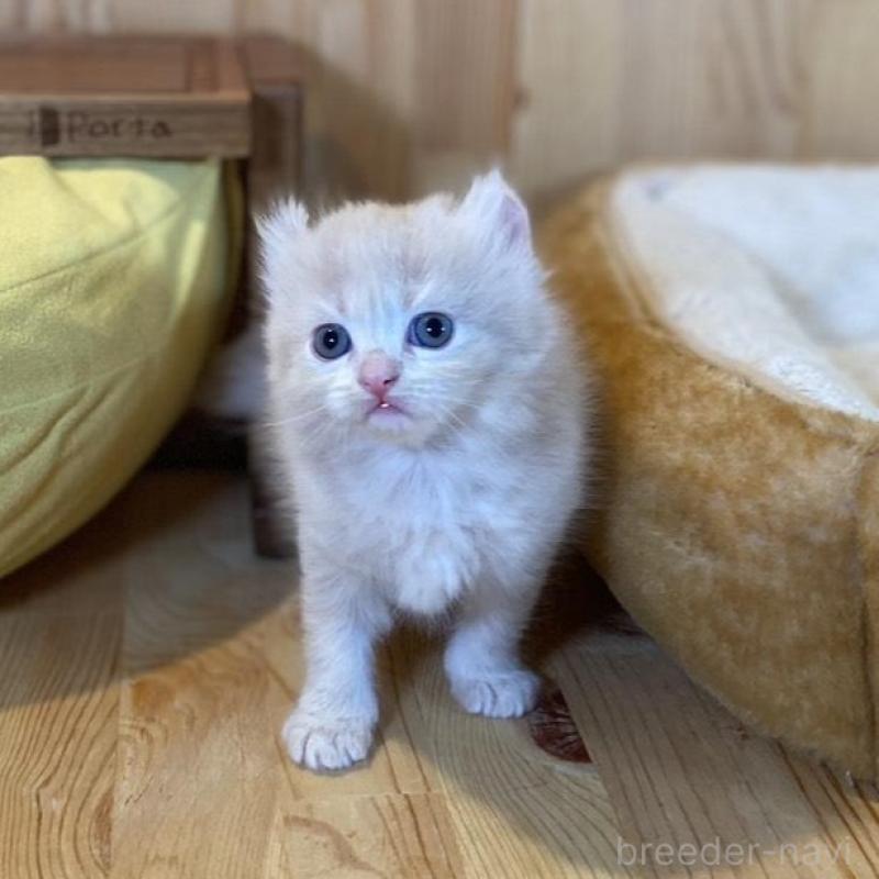 販売中の長野県のキンカロー-133835の6枚目