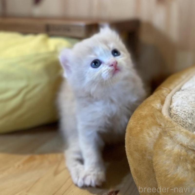 販売中の長野県のキンカロー-133835の5枚目