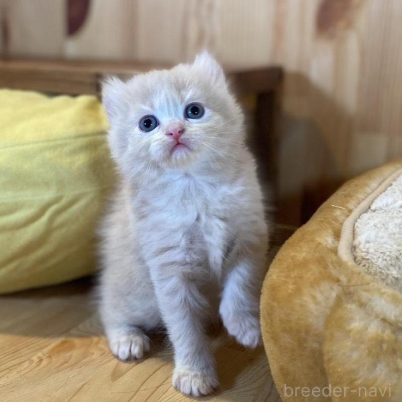 販売中の長野県のキンカロー-133835の4枚目