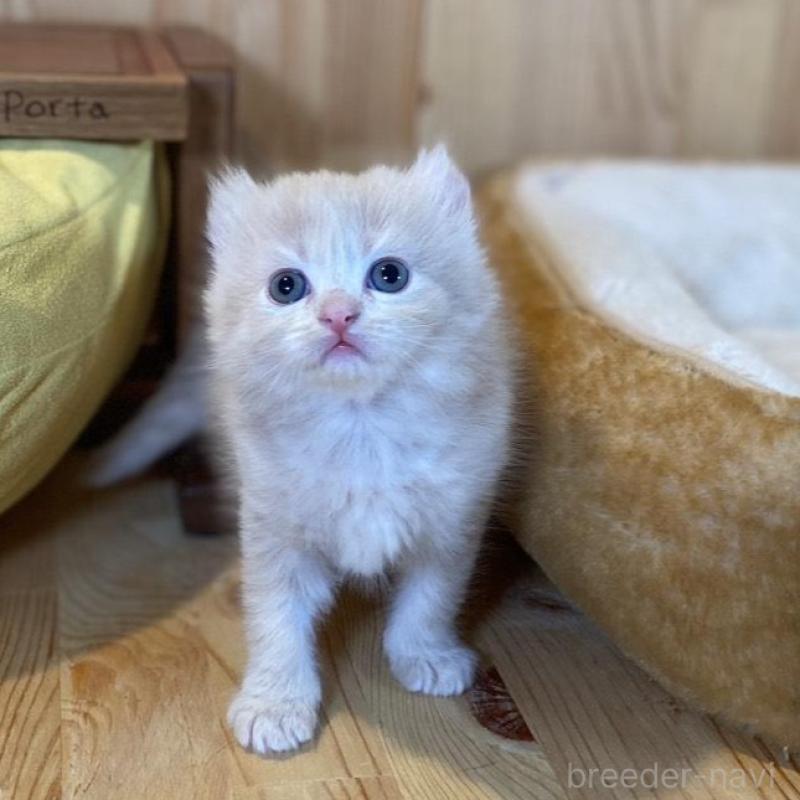 販売中の長野県のキンカロー-133835の3枚目