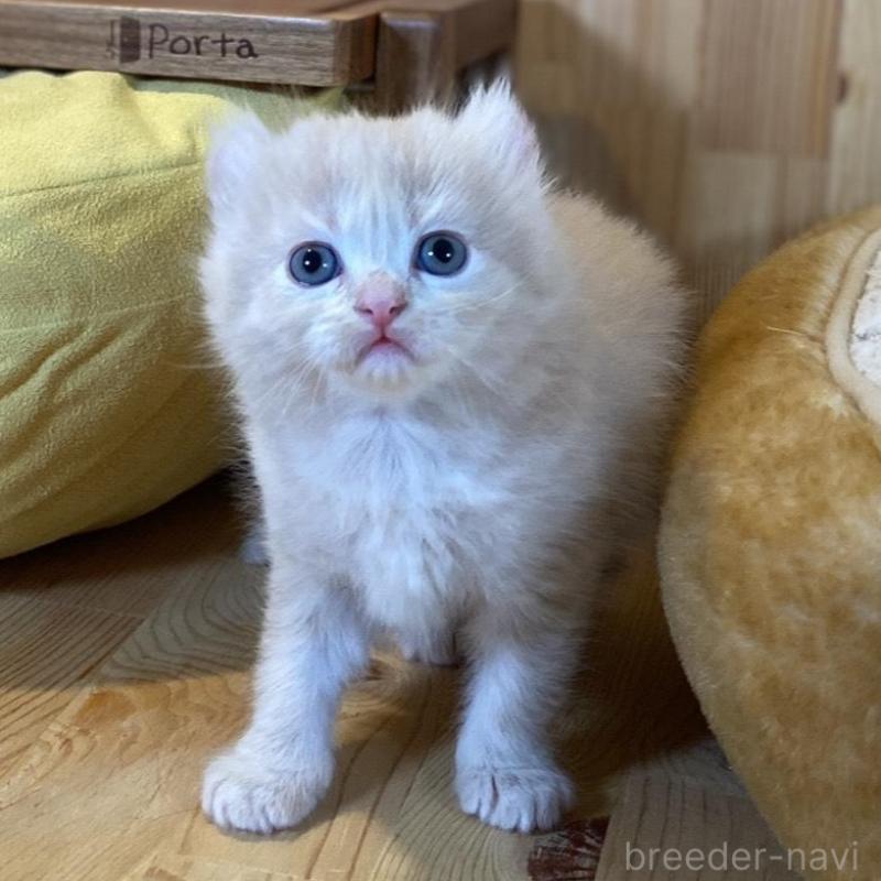 販売中の長野県のキンカロー-133835の2枚目